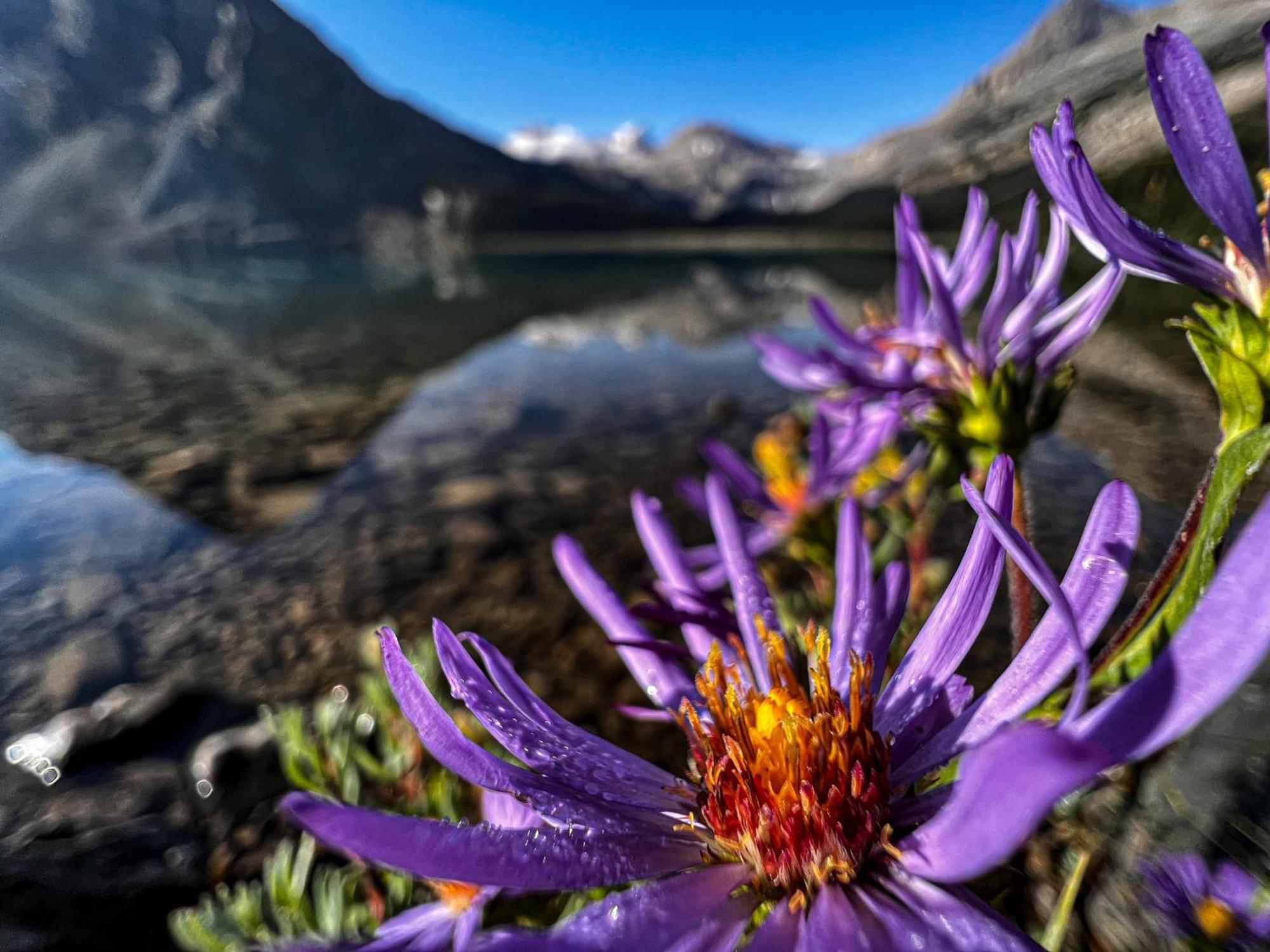 The Lodge At Bow Lake Lake Louise Bagian luar foto